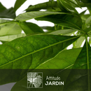 Pachira Aquatica 110 cm - clicktofournisseur.com