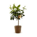 Bergamote 80 cm - clicktofournisseur.com