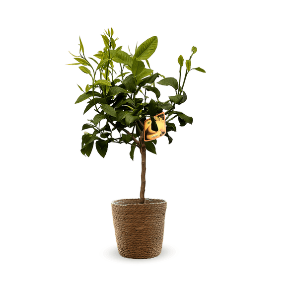 Bergamote 80 cm - clicktofournisseur.com