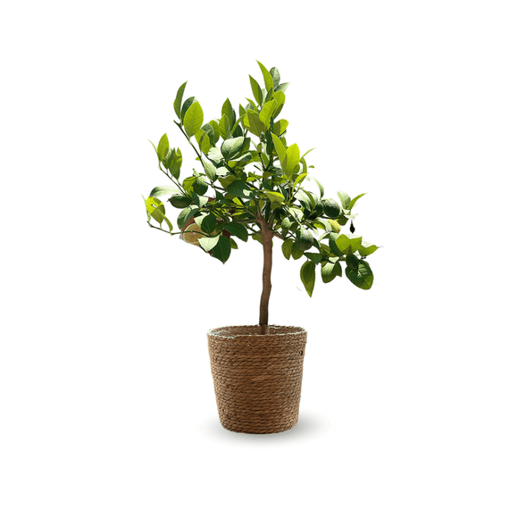 Citronnier Meyer 80 cm - clicktofournisseur.com