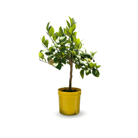 Citronnier Meyer 80 cm - clicktofournisseur.com