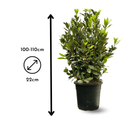 Laurier Sauce 100 cm - clicktofournisseur.com