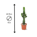 Euphorbia Eritrea 60 cm - clicktofournisseur.com