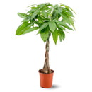Pachira Aquatica 80 cm - clicktofournisseur.com