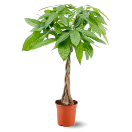 Pachira Aquatica 80 cm - clicktofournisseur.com