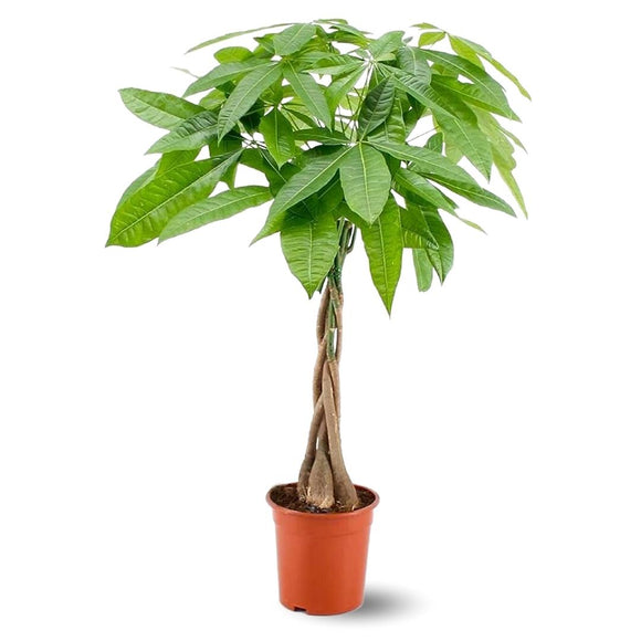 Pachira Aquatica 80 cm - clicktofournisseur.com