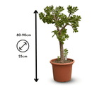 Crassula Ovata 90 cm - clicktofournisseur.com