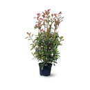 Photinia Red Robin 100 cm - clicktofournisseur.com