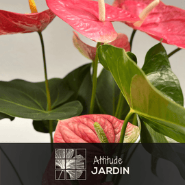 Anthurium Rose 70 cm - clicktofournisseur.com