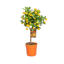 Calamondin 80 cm - clicktofournisseur.com