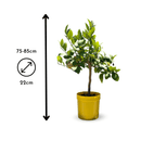 Citronnier Meyer 80 cm - clicktofournisseur.com