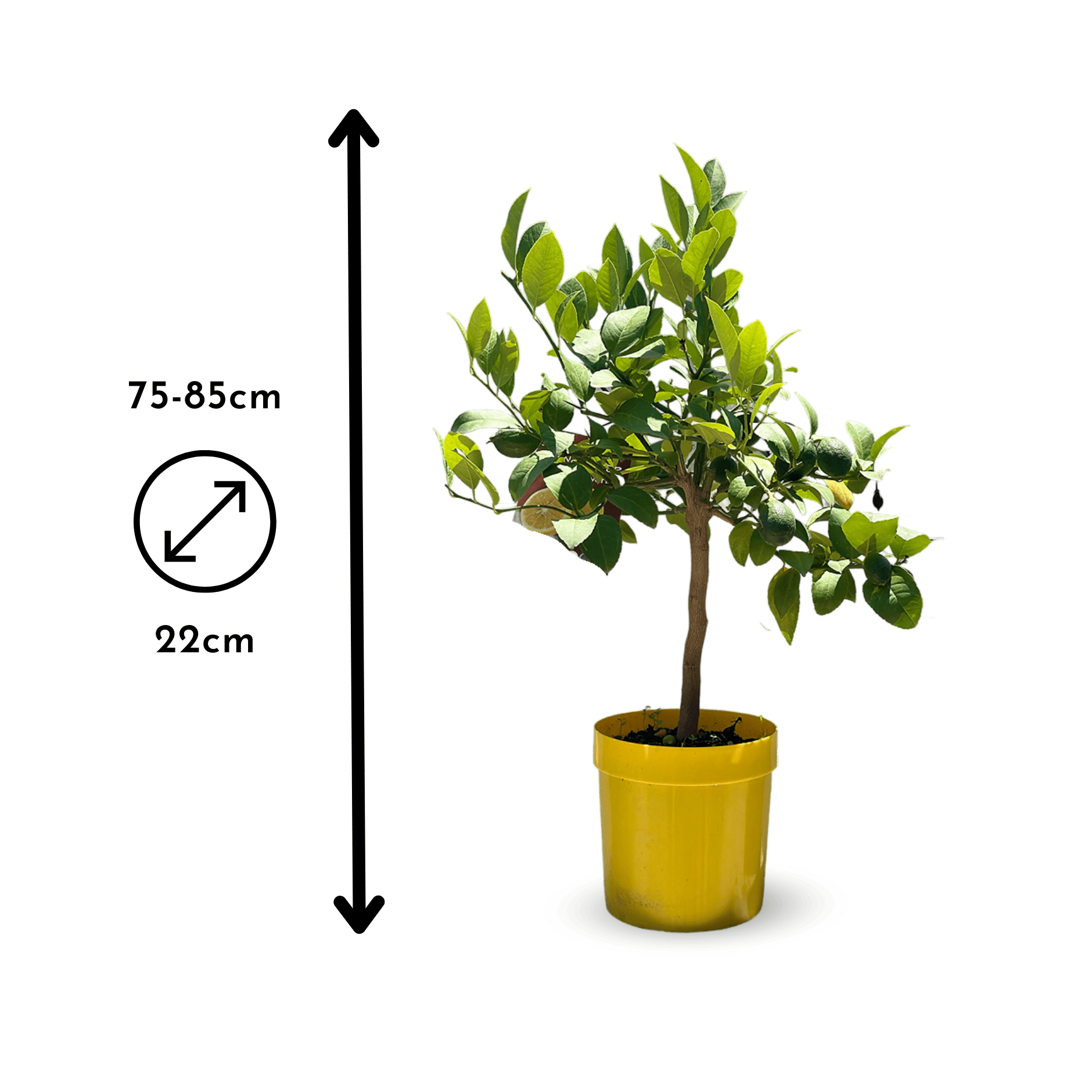 Citronnier Meyer 80 cm - clicktofournisseur.com