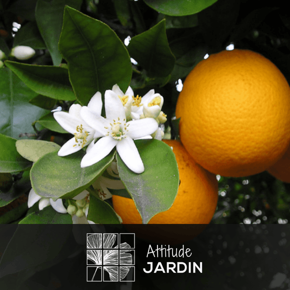 Oranger 120 cm - clicktofournisseur.com