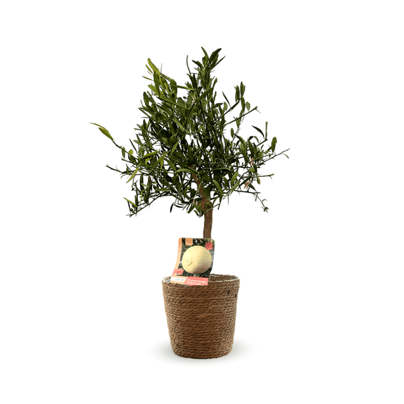 Eremorange 80 cm - clicktofournisseur.com