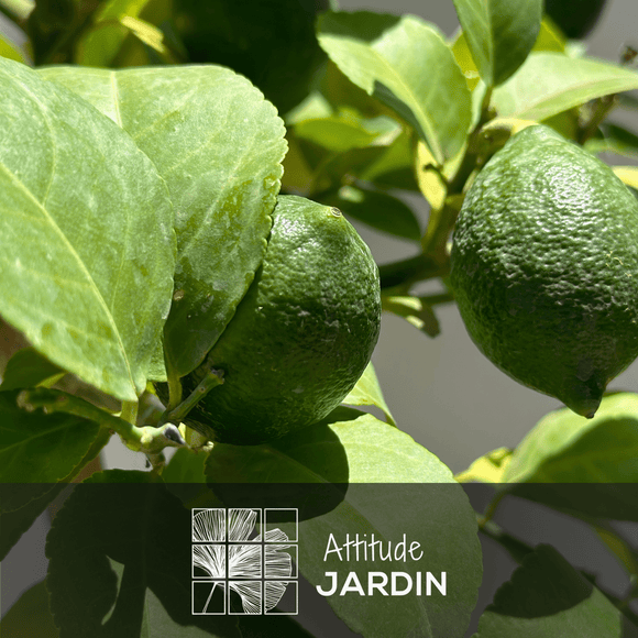 Citronnier Meyer 80 cm - clicktofournisseur.com