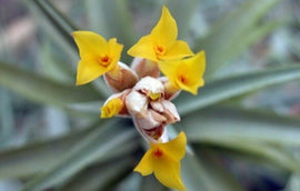 Tillandsia ixioides - 8 à 10 cm