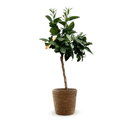 Oranger Sanguin 80 cm - clicktofournisseur.com