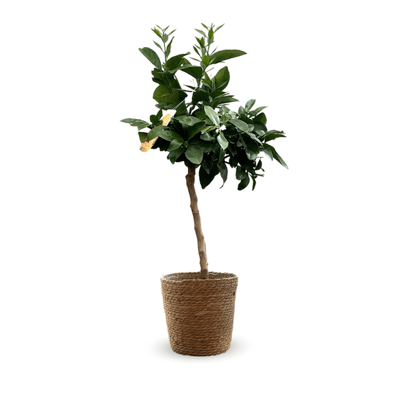 Oranger Sanguin 80 cm - clicktofournisseur.com