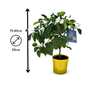 Cedratier 80 cm - clicktofournisseur.com
