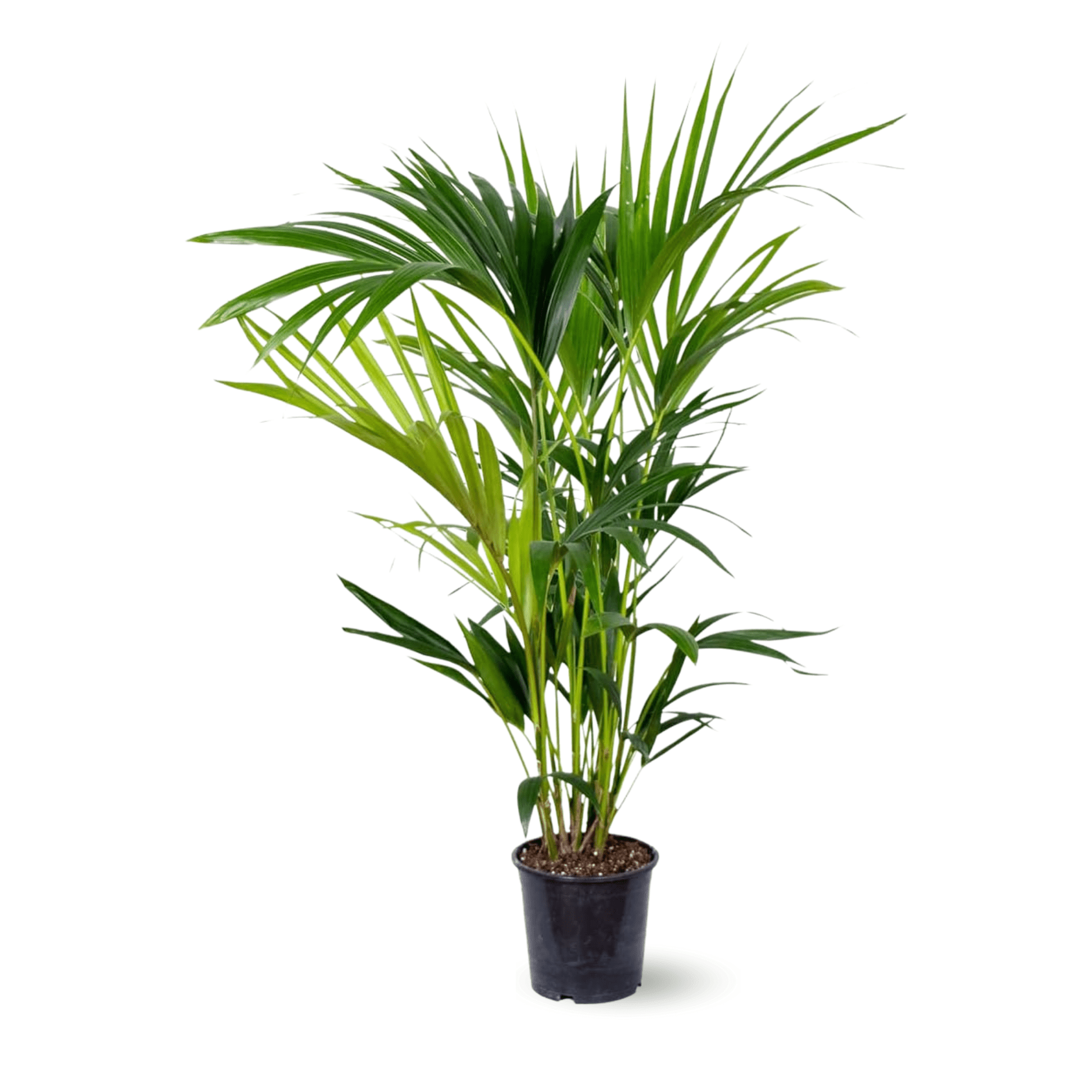 Palmier Kentia 90 cm - clicktofournisseur.com