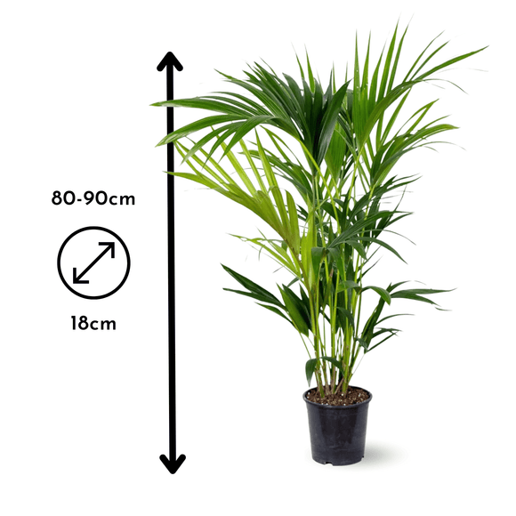Palmier Kentia 90 cm - clicktofournisseur.com