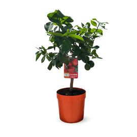 Oranger Arcobal 80 cm - clicktofournisseur.com