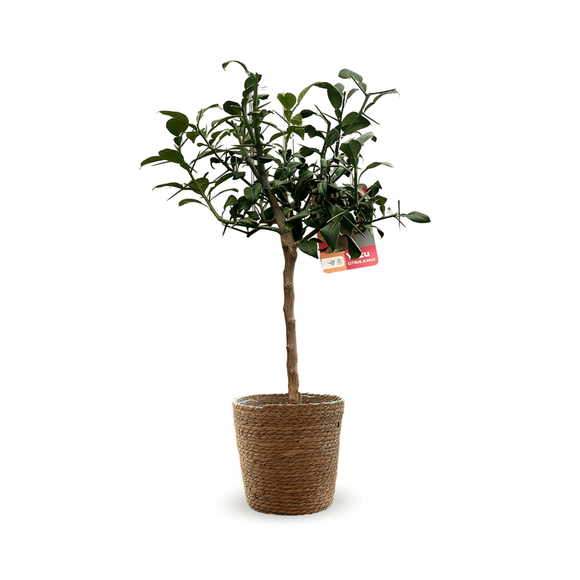 Citronnier Yuzu 80 cm - clicktofournisseur.com