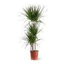 Dracaena Marginata 110 cm - clicktofournisseur.com