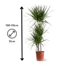 Dracaena Marginata 110 cm - clicktofournisseur.com