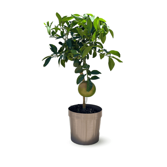 Pamplemoussier Pomelos 80 cm - clicktofournisseur.com