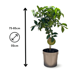 Pamplemoussier Pomelos 80 cm - clicktofournisseur.com