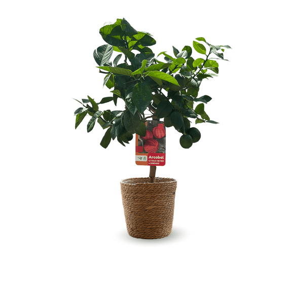 Oranger Arcobal 80 cm - clicktofournisseur.com