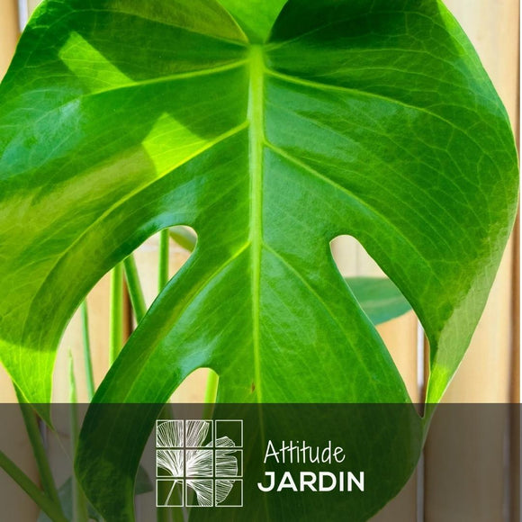 Monstera Deliciosa 50 cm - clicktofournisseur.com