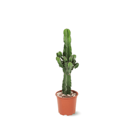 Euphorbia Eritrea 60 cm - clicktofournisseur.com