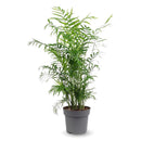 Chamaedorea Elegans 80 cm - clicktofournisseur.com
