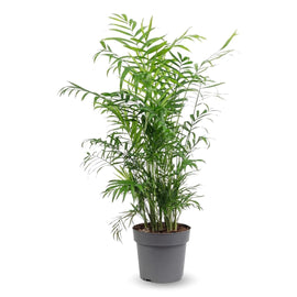 Chamaedorea Elegans 80 cm - clicktofournisseur.com