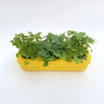 Kit potager urbain semi-hydroponique triple - jaune