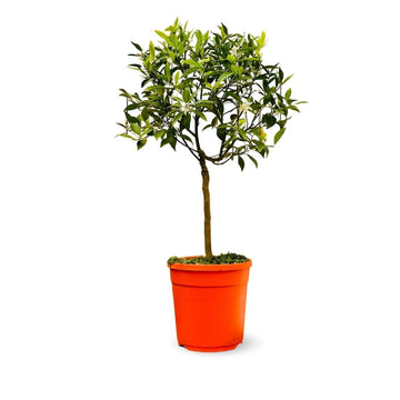 Mandarinier 80 cm - clicktofournisseur.com