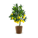 Limequat 80 cm - clicktofournisseur.com