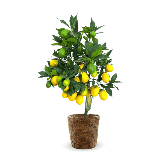 Limequat 80 cm - clicktofournisseur.com