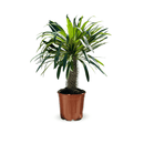 Pachypodium lamerei 90 cm - clicktofournisseur.com