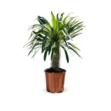 Pachypodium lamerei 90 cm - clicktofournisseur.com