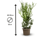 Euphorbia Tirucalli 90 cm - clicktofournisseur.com