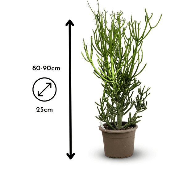 Euphorbia Tirucalli 90 cm - clicktofournisseur.com