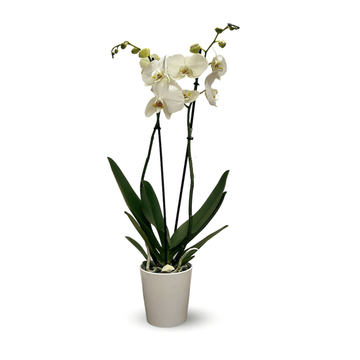 Orchidée Blanche Double Branche 70 cm - clicktofournisseur.com