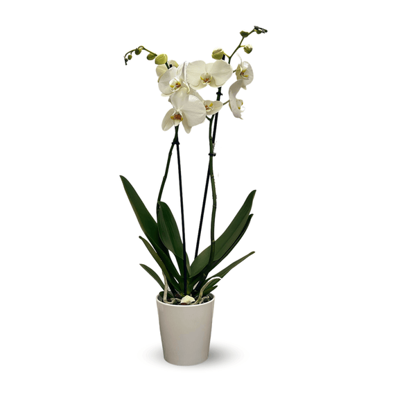 Orchidée Blanche Double Branche 70 cm - clicktofournisseur.com