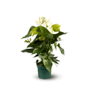 Anthurium Blanc 70 cm - clicktofournisseur.com