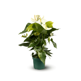 Anthurium Blanc 70 cm - clicktofournisseur.com