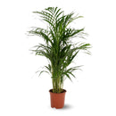 Areca Lutescens 80 cm - clicktofournisseur.com