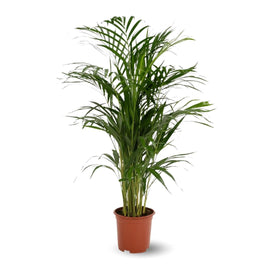 Areca Lutescens 80 cm - clicktofournisseur.com